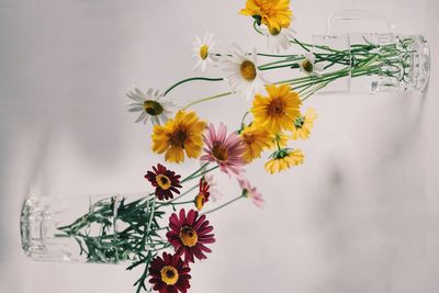 Close-up of yellow flowering plant