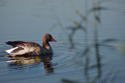 Duck swimming in lake