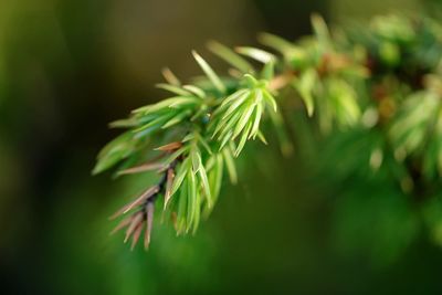 Close-up of plant against blurred background