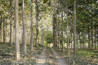 Footpath amidst trees in forest