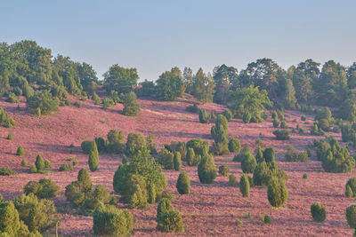 Trees on field against sky