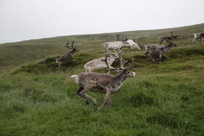 Deer in a field