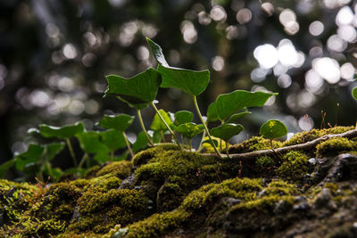 Close-up of green plant in forest