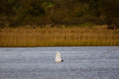 View of duck swimming in sea