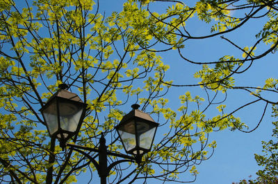 Low angle view of tree against blue sky