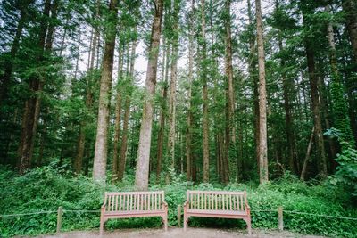 Trees in forest