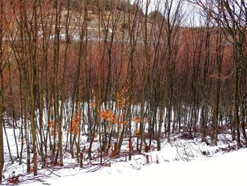 Bare trees on snow covered landscape