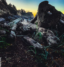 Stack of logs on rock in forest