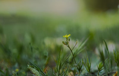 Close-up of flowers blooming in field