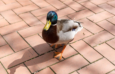 High angle view of mallard duck on walkway
