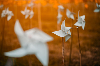 Close-up of paper toy on field