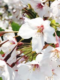 Close-up of white cherry blossom plant