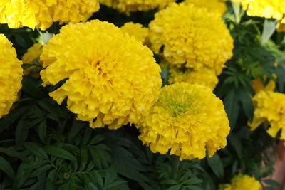 Close-up of yellow flowering plants