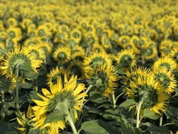 Close-up of yellow sunflower field