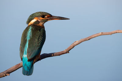 Low angle view of bird perching on branch against sky