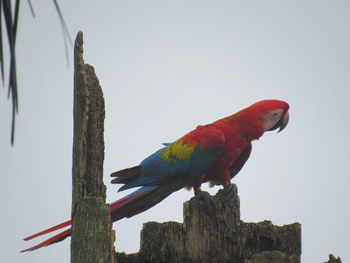 Low angle view of parrot perching on wooden post against sky