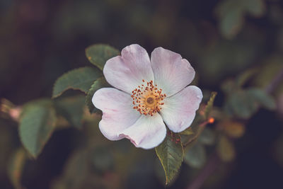 Close-up of flowering plant