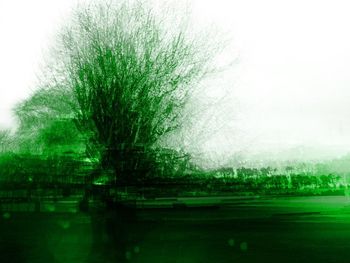 Reflection of trees in pond