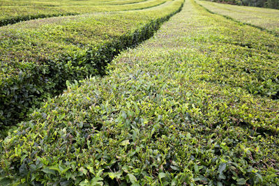Scenic view of corn field