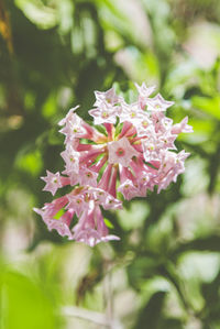 Close-up of pink flowering plant