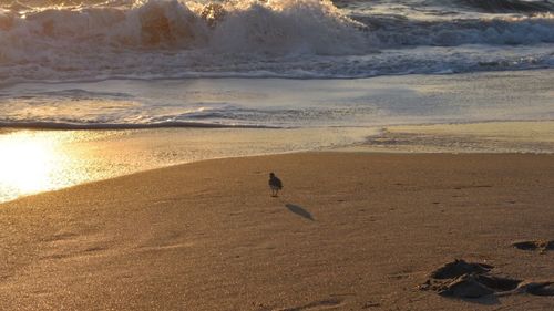 Scenic view of beach