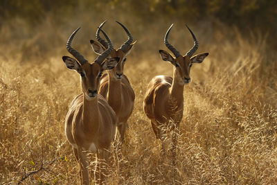 View of deer on field