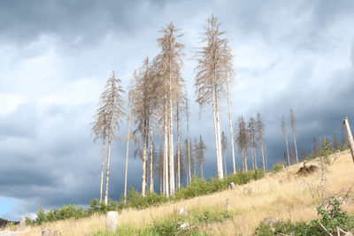 Low angle view of trees on field against sky