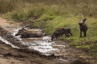 View of sheep in water