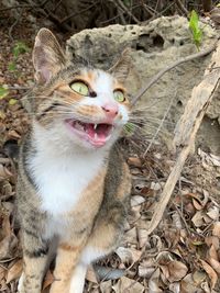 High angle portrait of a cat on field