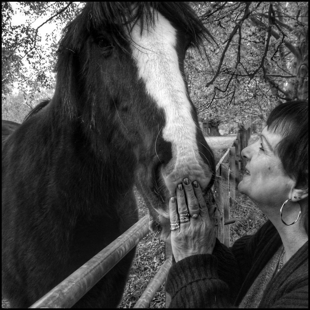 horse, tree, lifestyles, leisure activity, close-up, day, focus on foreground, outdoors, headshot, person, part of, livestock, sunlight, men, young adult, animal themes, standing