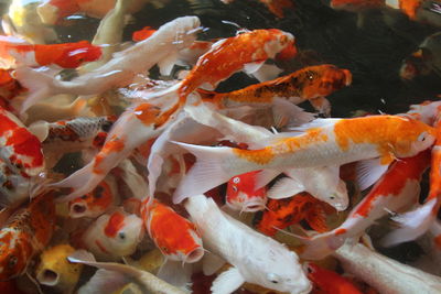 Close-up of koi fish in sea