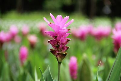 Close-up of pink flowering plant on field