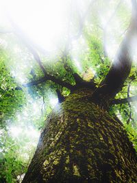 Low angle view of trees