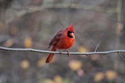 Bird perching on branch outdoors