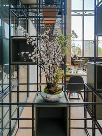 Potted plants on table by window