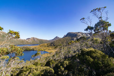 Plants by lake against clear blue sky