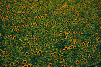 Full frame shot of yellow flowers