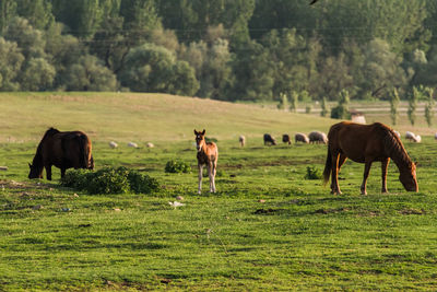 Horses in a field