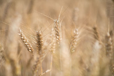 Close-up of wheat growing on field