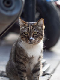 Close-up portrait of tabby cat