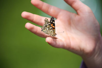 Close-up of butterfly on child's hand