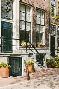 Potted plants on street against building