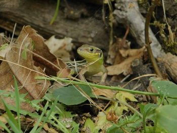 Close-up of lizard on plant