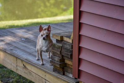 Portrait of dog on wood