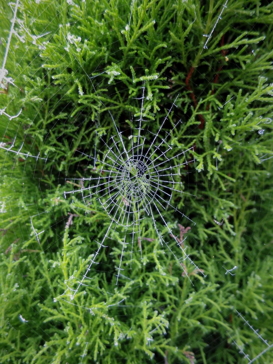 HIGH ANGLE VIEW OF SPIDER ON WEB OUTDOORS