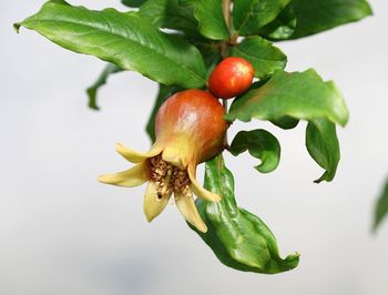 Close-up of cherries on plant