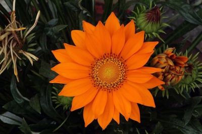 Close-up of sunflower