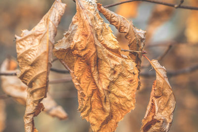 Close-up of dry leaves