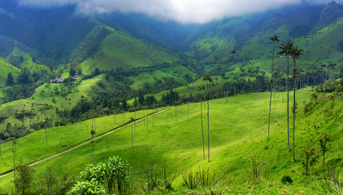 Scenic view of cocora valley
