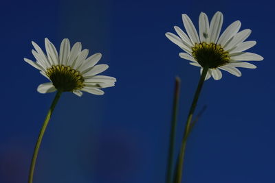 Close-up of white daisy against blue sky